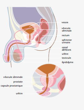 Le schema du cancer de la prostate