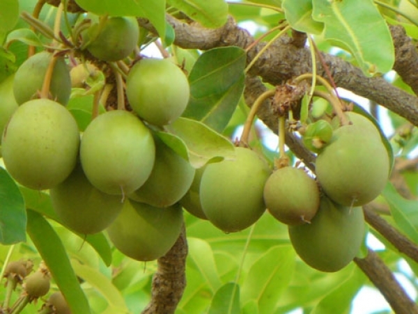 Le kilogramme de l&rsquo;amande bien s&eacute;ch&eacute;e ach&egrave;te &agrave; 250 Fcfa.
