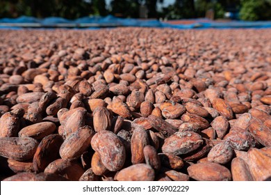 Le prix du kilogramme du cacao, pas respect&eacute; dans certaines r&eacute;gions productrices