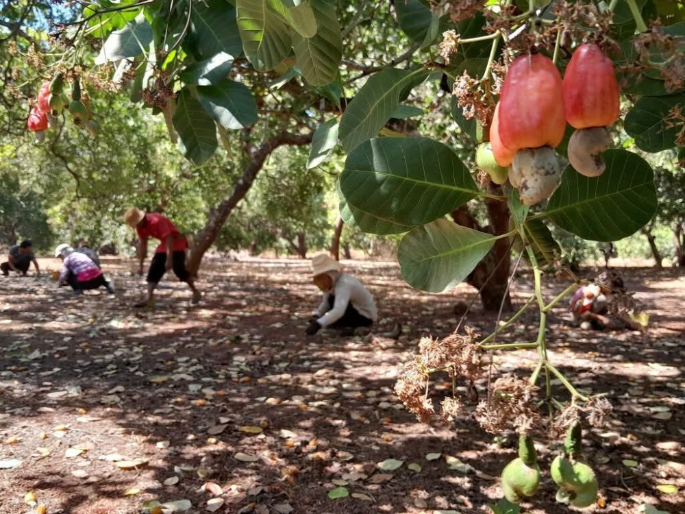 Les pr&eacute;paratifs vont bon train depuis la production jusqu&rsquo;&agrave; la commercialisation pour une bonne campagne 2026.