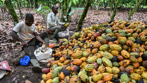 Les planteurs de cacao face aux dures r&eacute;alit&eacute;s du march&eacute; international ne d&eacute;sesp&egrave;rent pa moi autant. Les r&eacute;coltes et l'entretien des plantations continuent